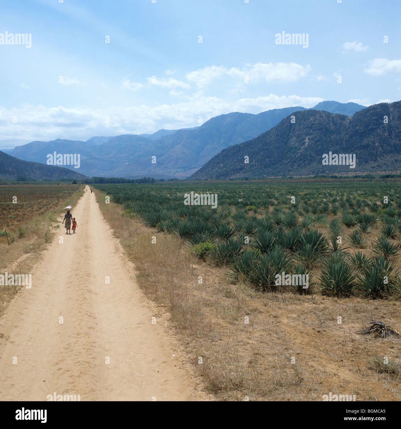 View of extensive young sisal plantation with people walking on dust road, Tanzania Stock Photo
