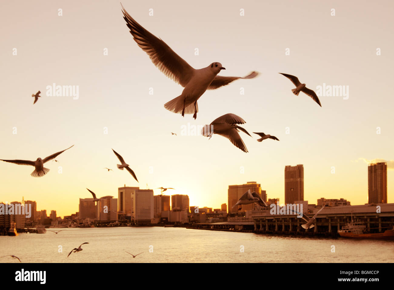 Seagulls flying over the Sumida River in the evening near Kachidoki Bridge. Kachidoki Bridge, Chuo-ku, Tokyo, Japan Stock Photo