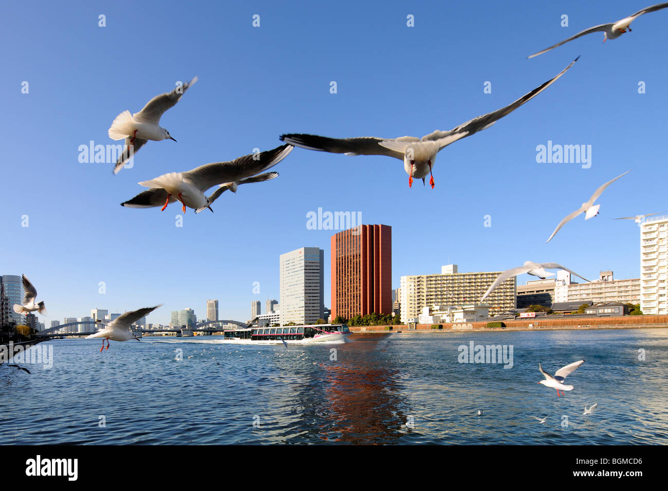 Seagulls flying over the Sumida River near Kachidoki Bridge. Kachidoki Bridge, Tsukishima, Chuo-ku, Tokyo, Japan Stock Photo