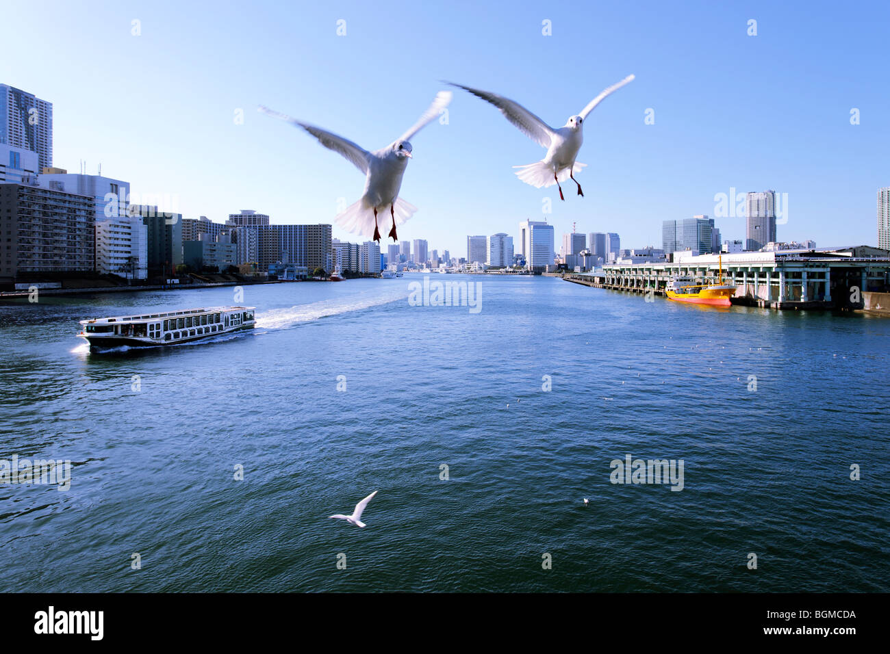 Seagulls flying over the Sumida River near Kachidoki Bridge. Kachidoki Bridge, Chuo-ku, Tokyo, Japan Stock Photo