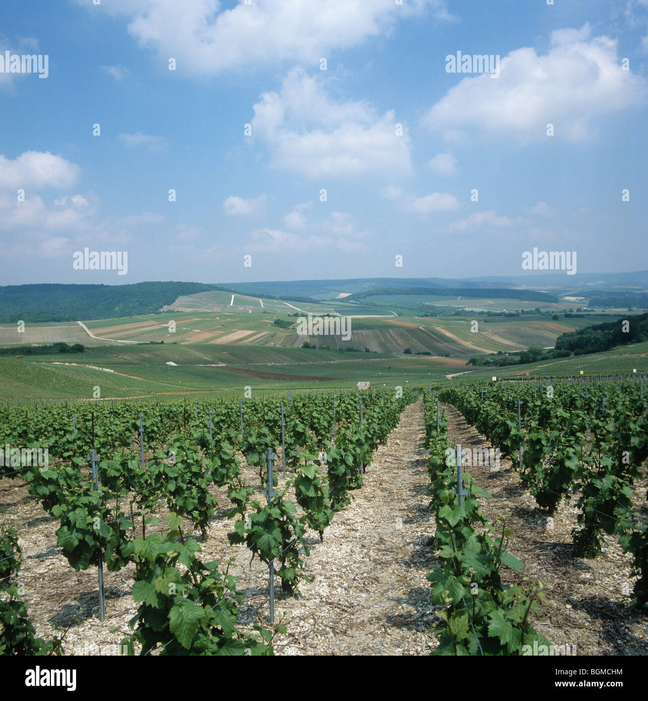 Far reaching view of vineyards in flower bud in the Champagne, France Stock Photo