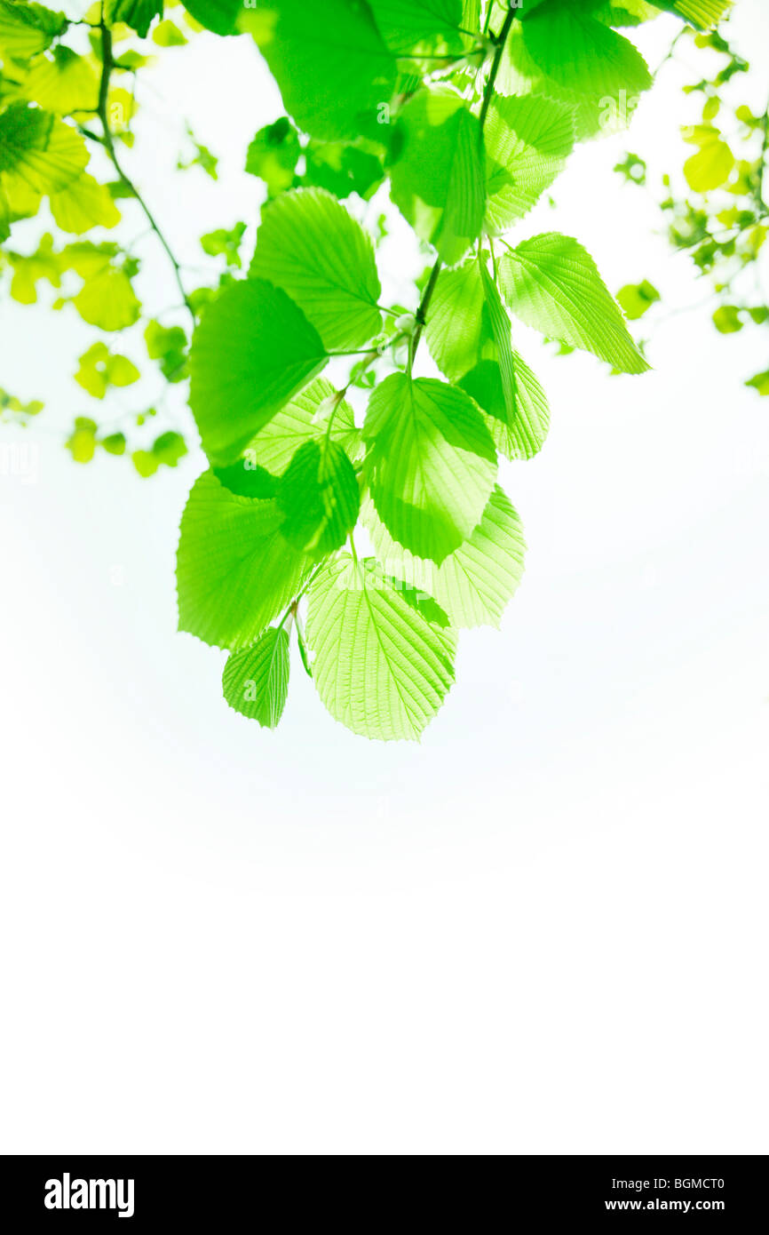 Leafy green tree branches Stock Photo