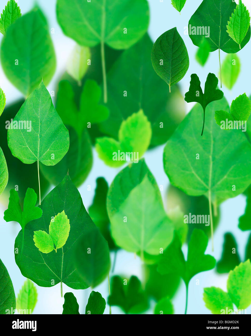 Large group of green leaves Stock Photo Alamy