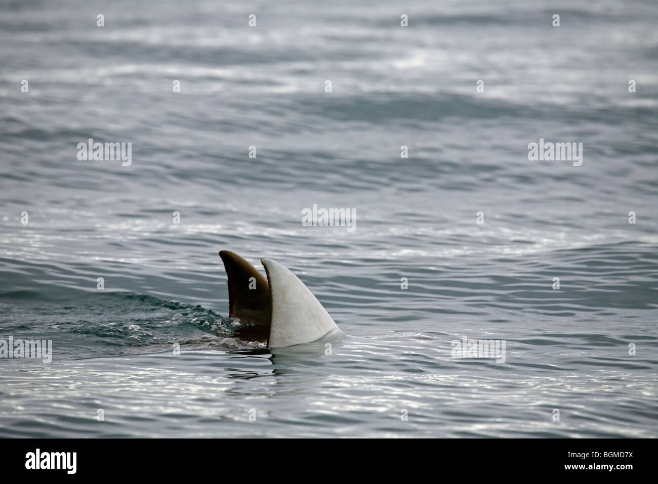 Giant oceanic manta ray (Manta birostris / Manta hamiltoni) surfacing and showing triangular pectoral fins above water Stock Photo