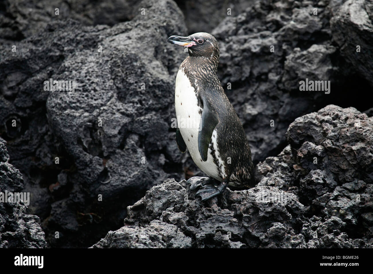 Galapagos penguin (Spheniscus mendiculus) on lava beach, Floreana island, Galápagos Islands, Ecuador, Latin America Stock Photo
