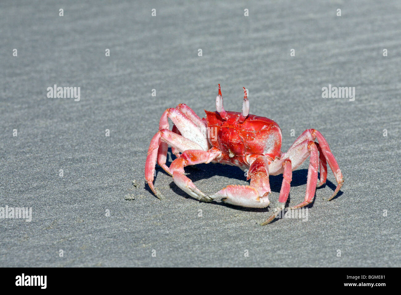 Painted ghost crab / cart driver crab (Ocypode gaudichaudii) on the beach at Puerto Villamil on Isabela Island, Galápagos Stock Photo