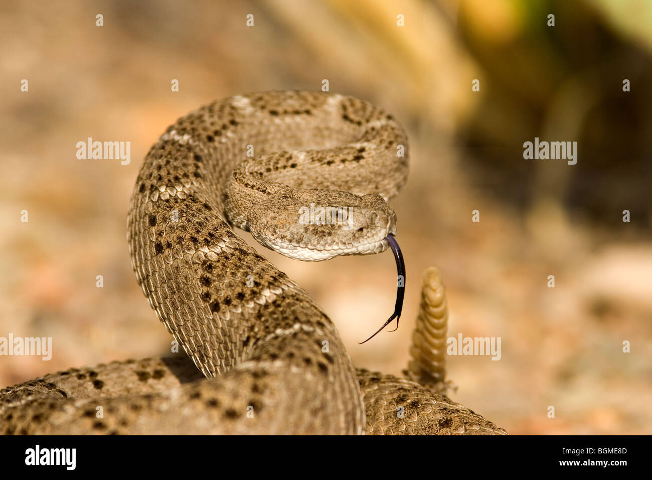 Western Diamondback rattlesnake Stock Photo