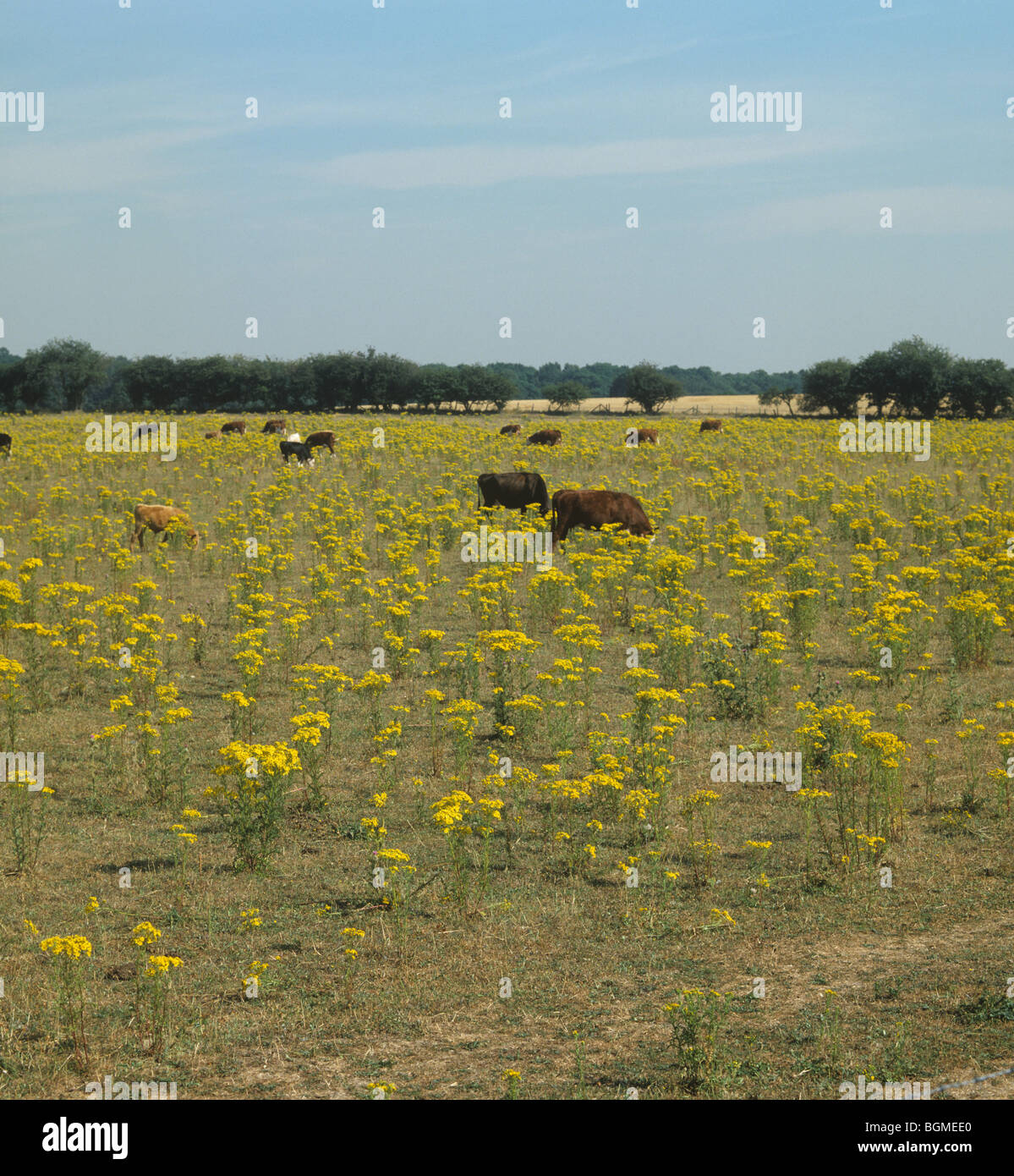 Ragwort (Jacobaea vulgaris) flowering in dry pasture with cattle grazing around the toxic plants Stock Photo