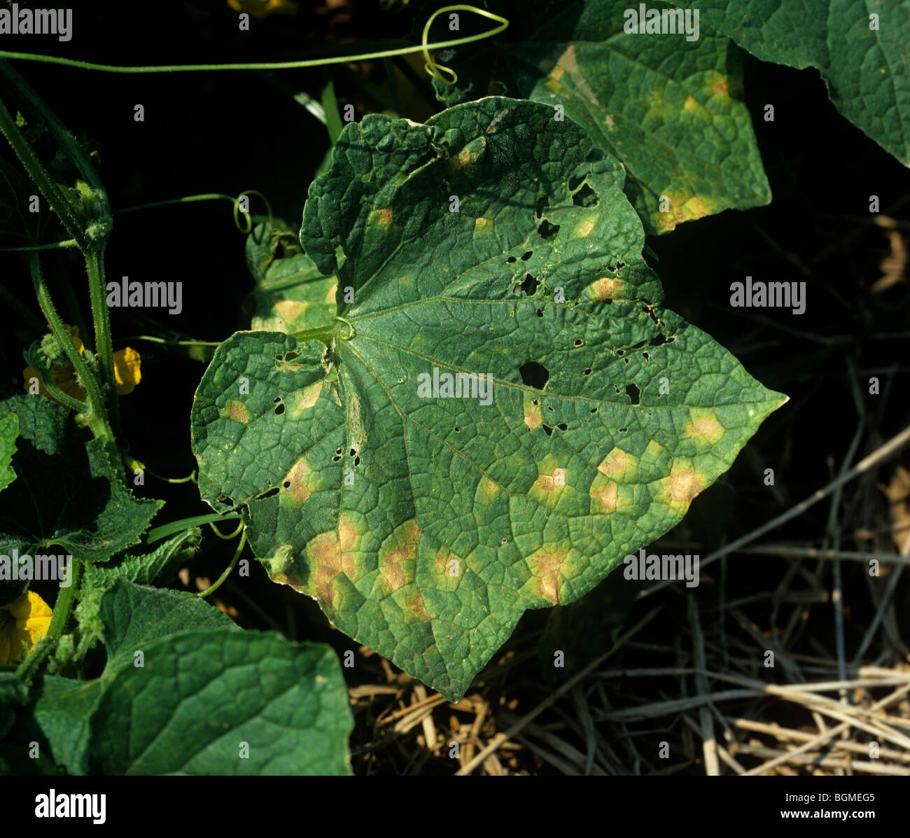 Downy mildew (Pseudoperonospora cubensis) symptoms on squash leaves, Thailand Stock Photo