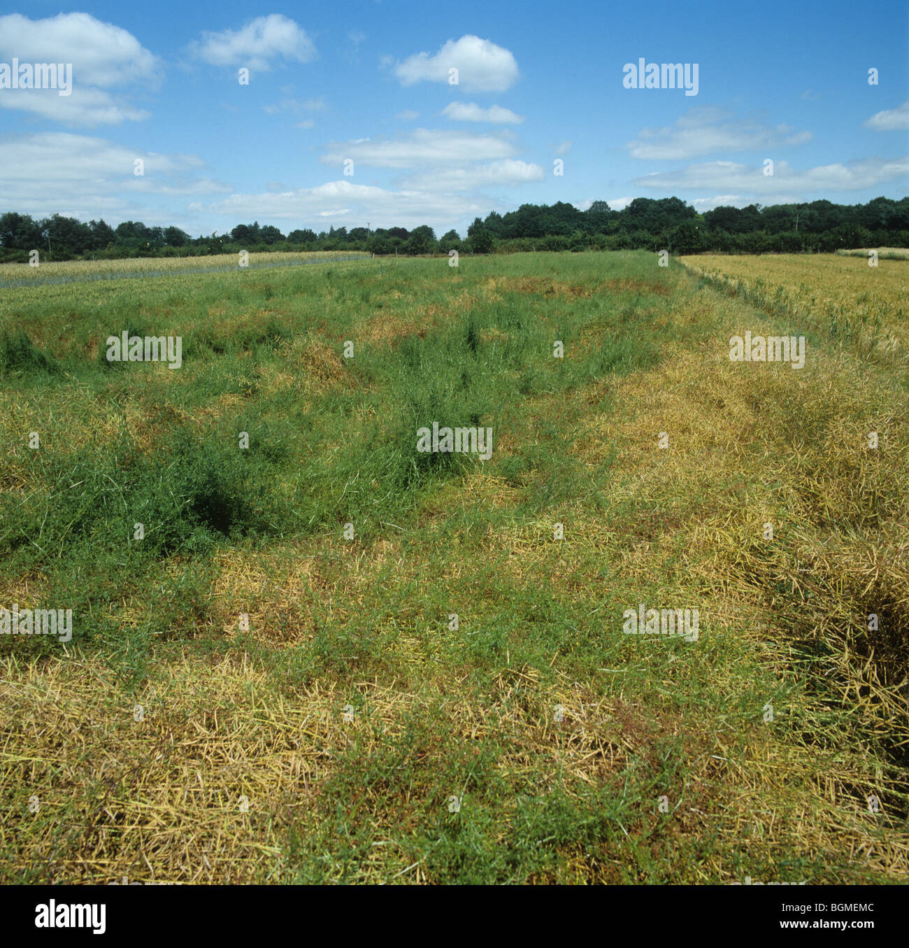 Cleavers (Galium aparine) weed infestation in oilseed rape close to