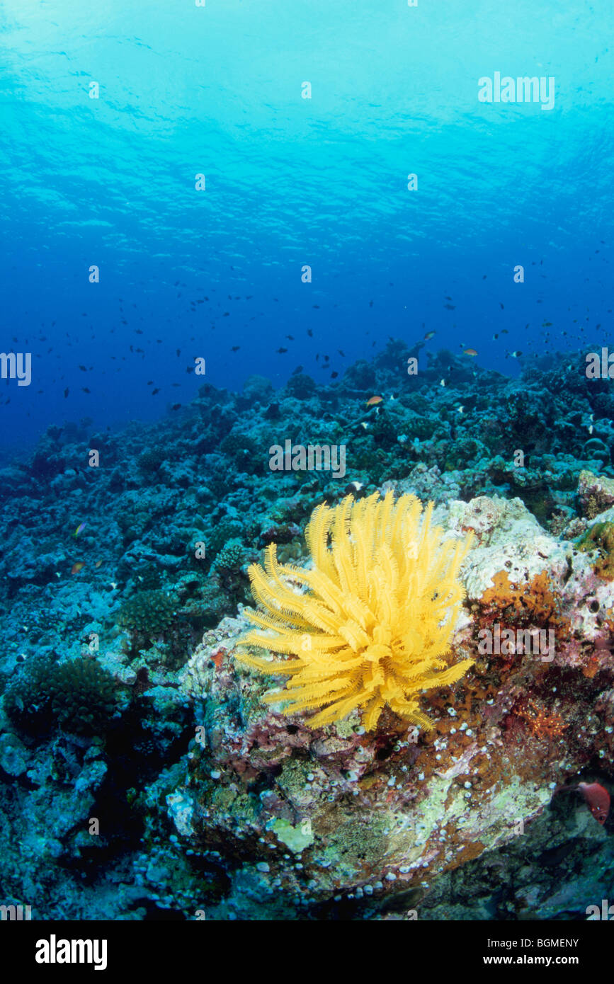 Yellow feather star on coral reef, Maldive Islands Stock Photo