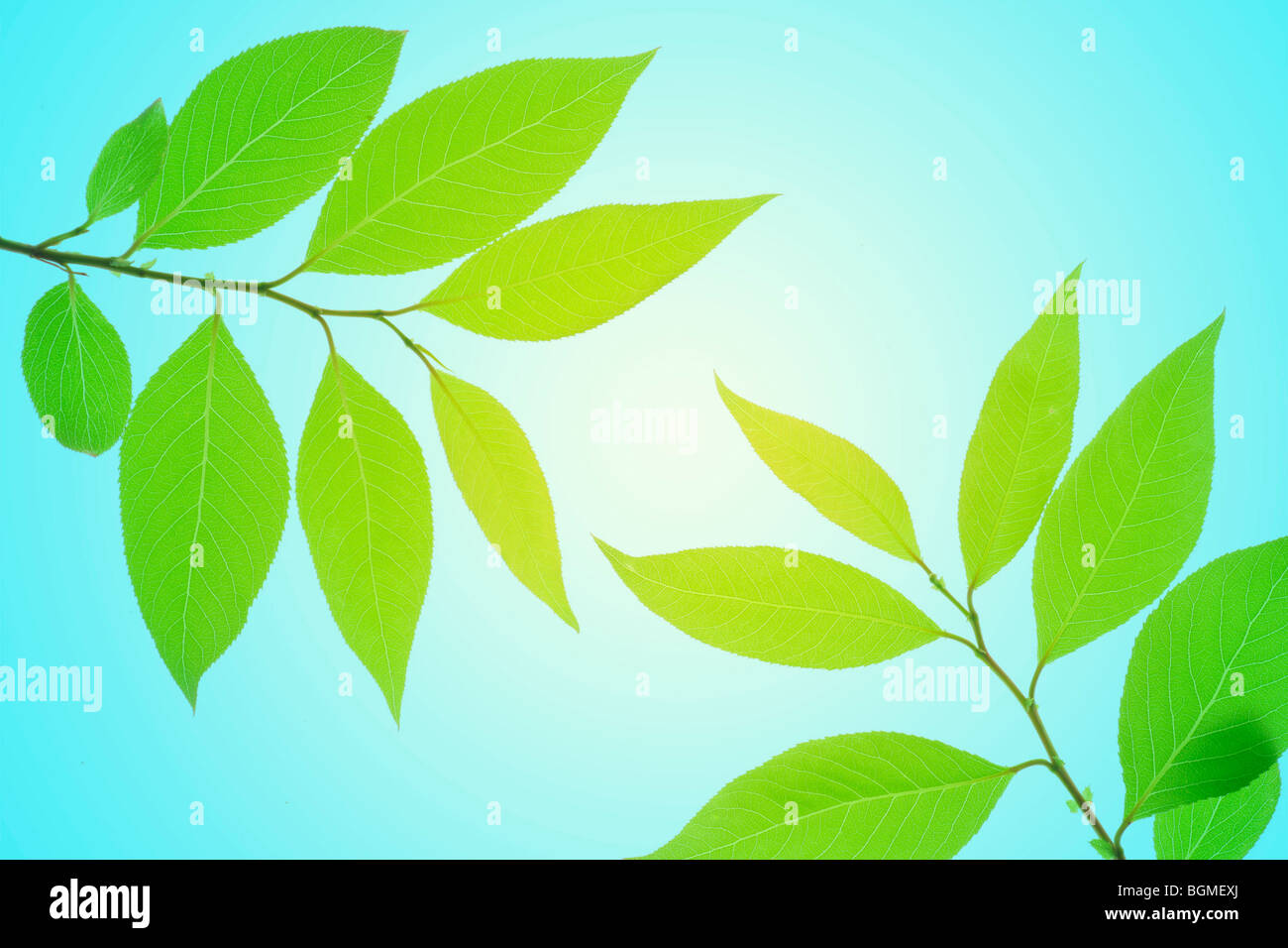 Tree with green leaves hi-res stock photography and images - Alamy