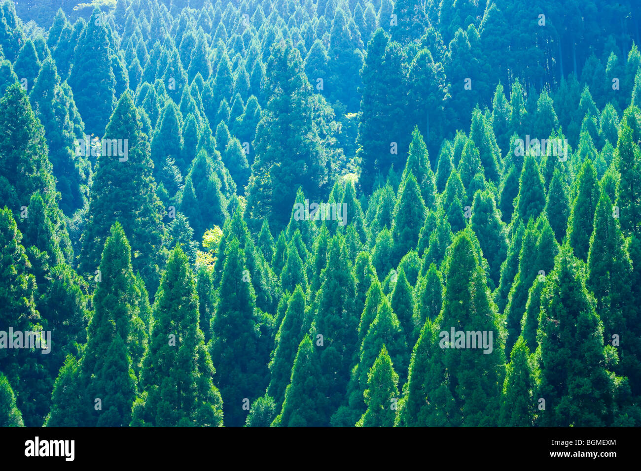 Japanese cedar tree forest Otsu Shiga Prefecture Japan Stock Photo