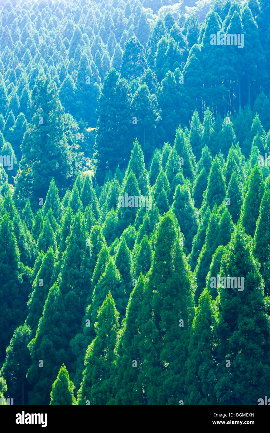 Japanese cedar tree forest Otsu Shiga Prefecture Japan Stock Photo