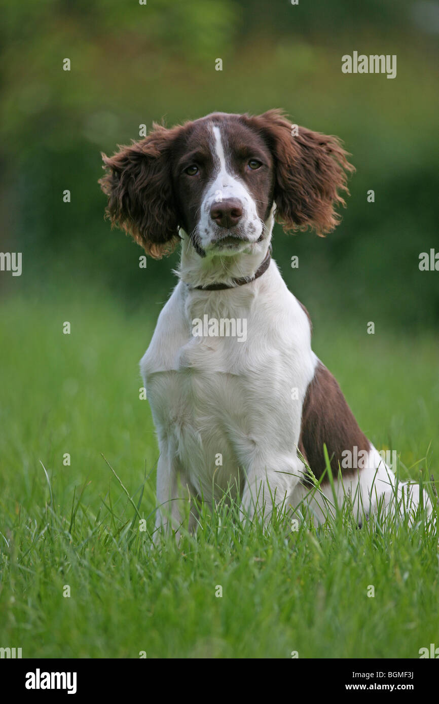 Springer Spaniel Dog Stock Photo