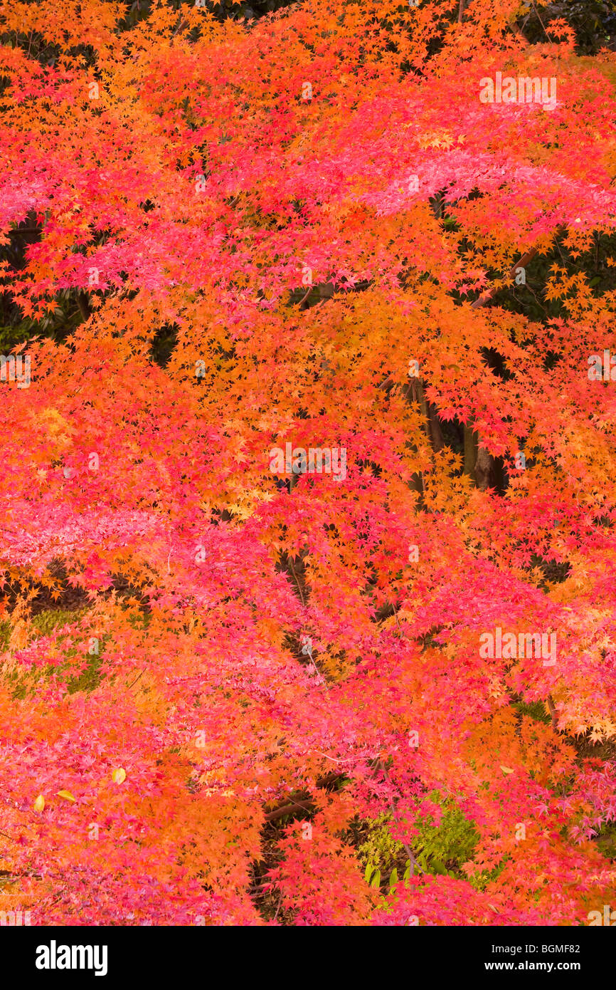 Autumnal leaves on tree Otsu Shiga Prefecture Japan Stock Photo
