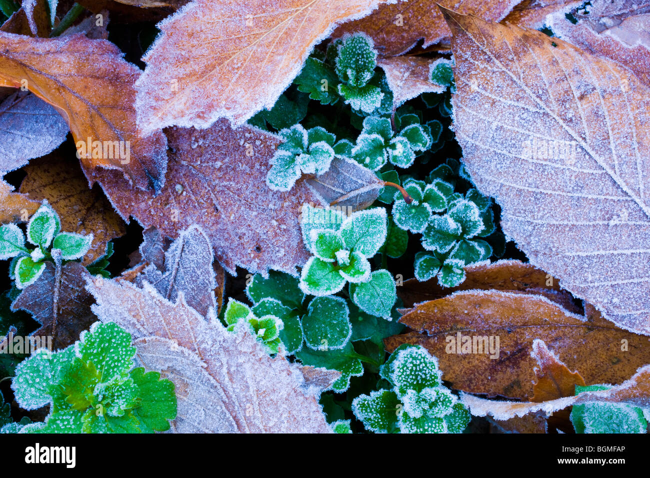 Leaves on ground covered in frost Stock Photo - Alamy