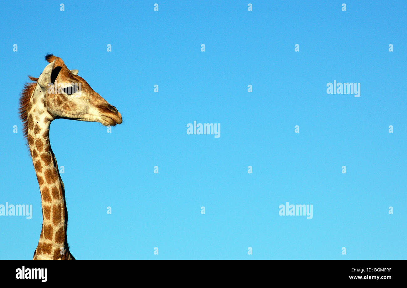 One giraffe looking into the distance Stock Photo
