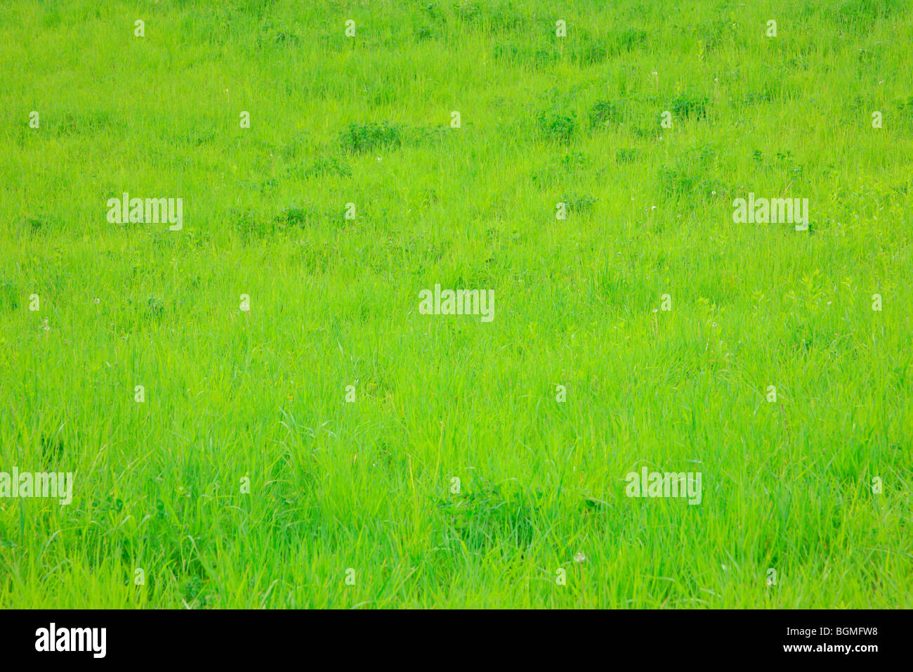 Meadow grass hi-res stock photography and images - Alamy