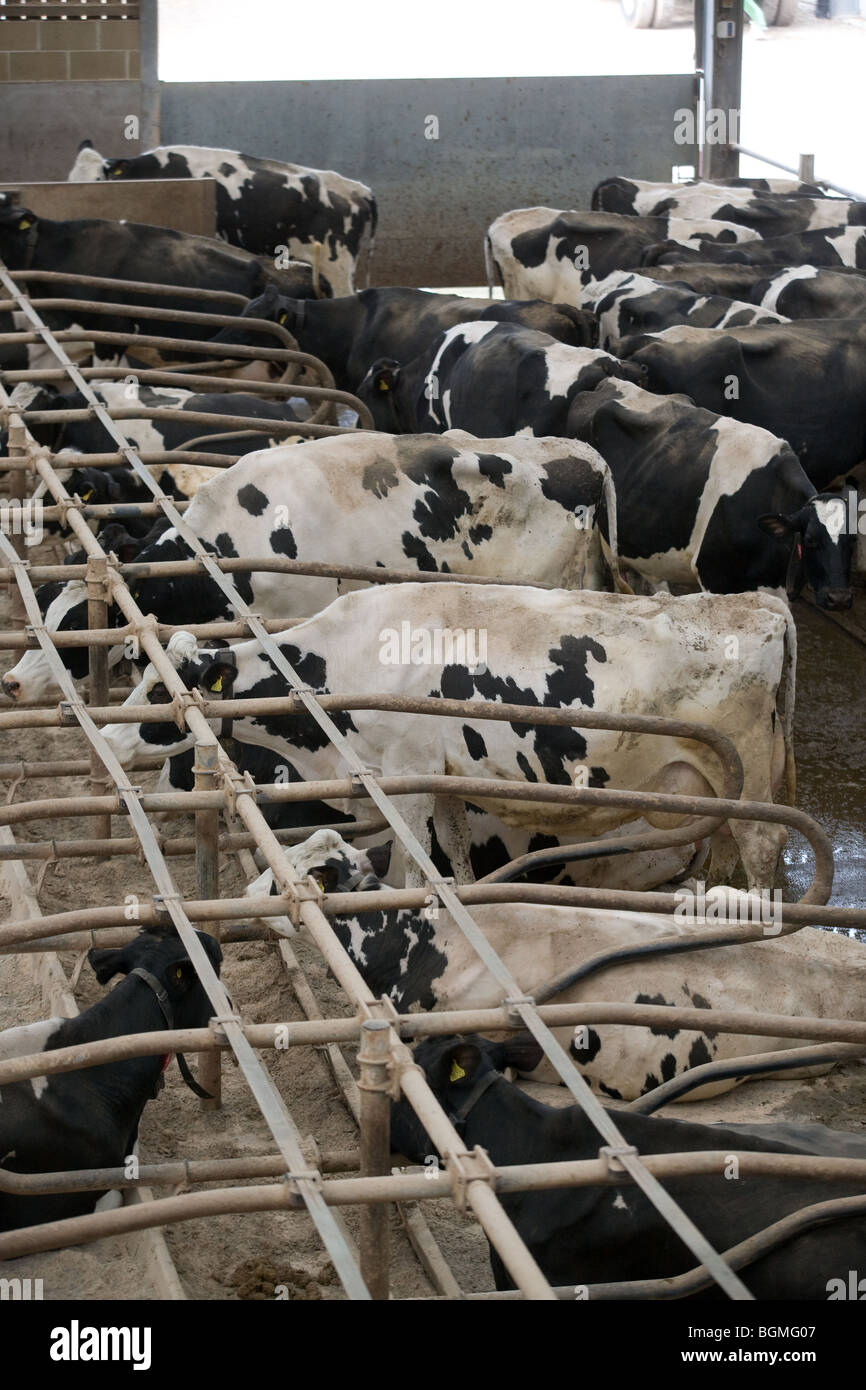 Dairy Cows On A Farm Stock Photo - Alamy