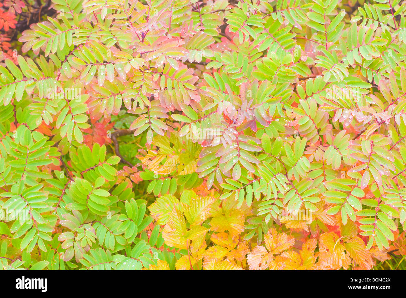 Drop checker hi-res stock photography and images - Alamy