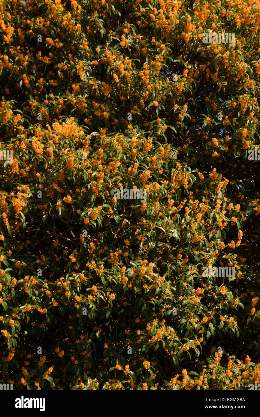 Sweet olive tree Stock Photo - Alamy