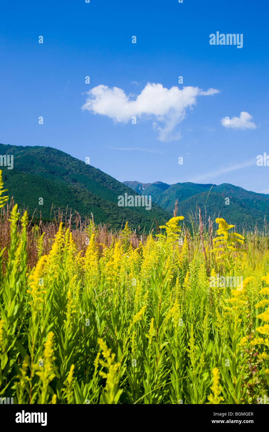 Goldenrod With Mountain Range in Background Stock Photo