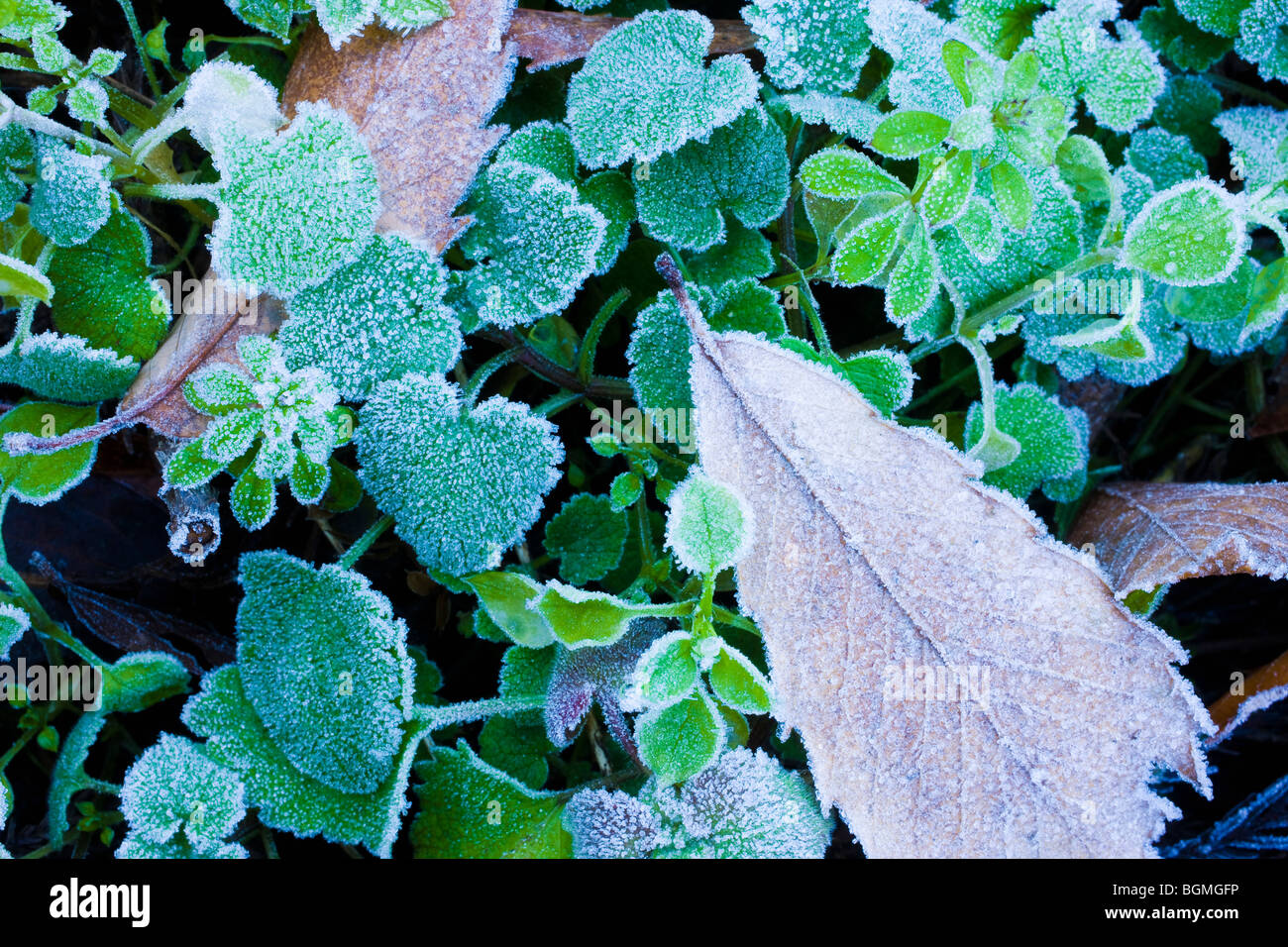 Leaves on ground covered in frost Stock Photo - Alamy
