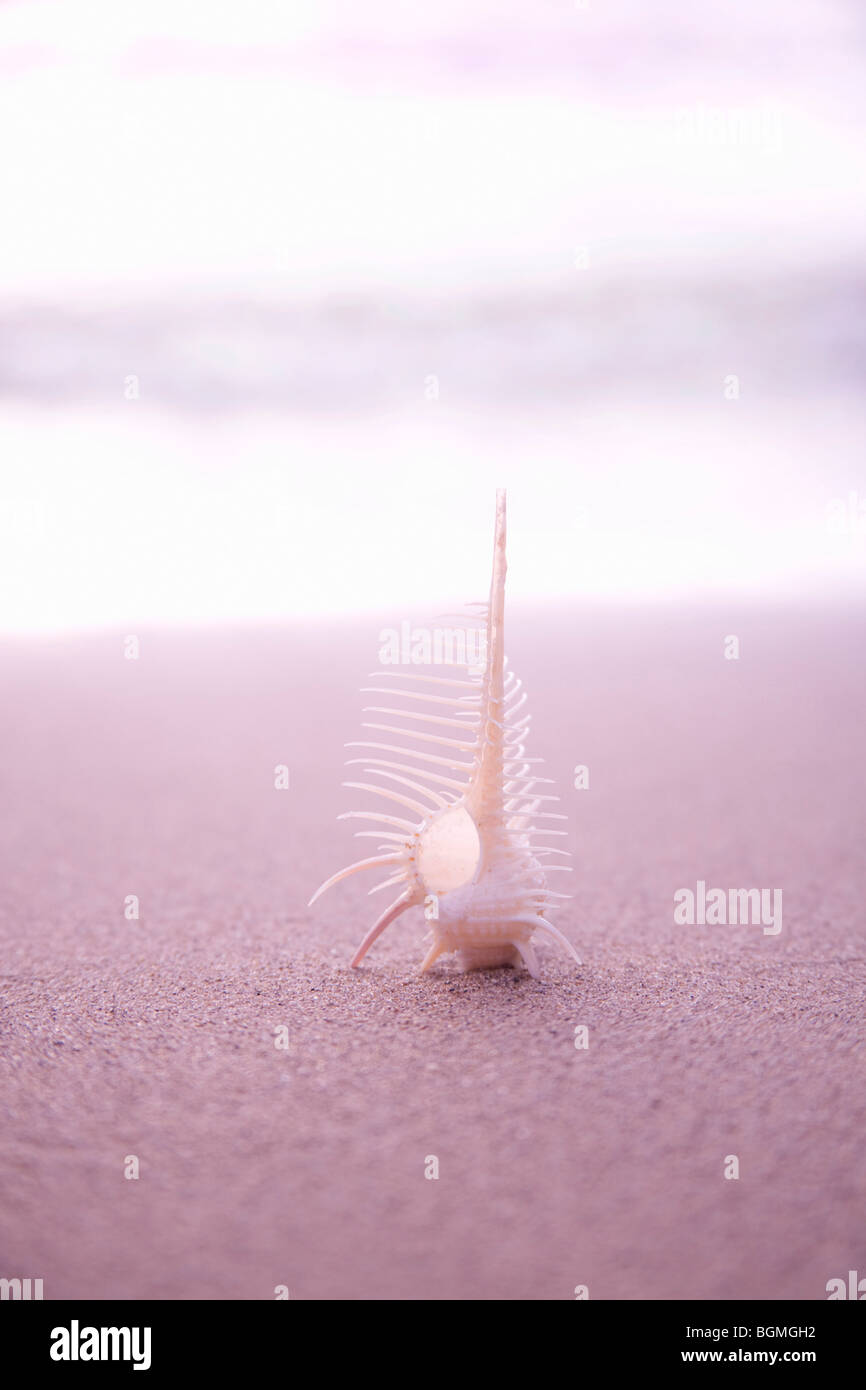 Venus comb murex sea snail. Otsu Shiga Prefecture Japan Stock Photo