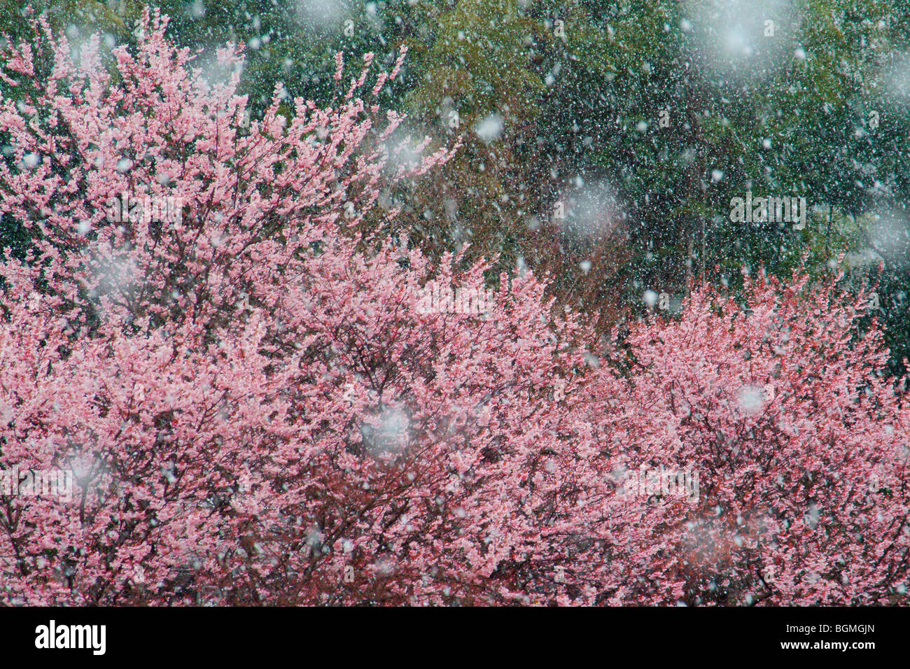 Snow falling on an early-flowering cherry tree. Otsu Shiga Prefecture Japan Stock Photo