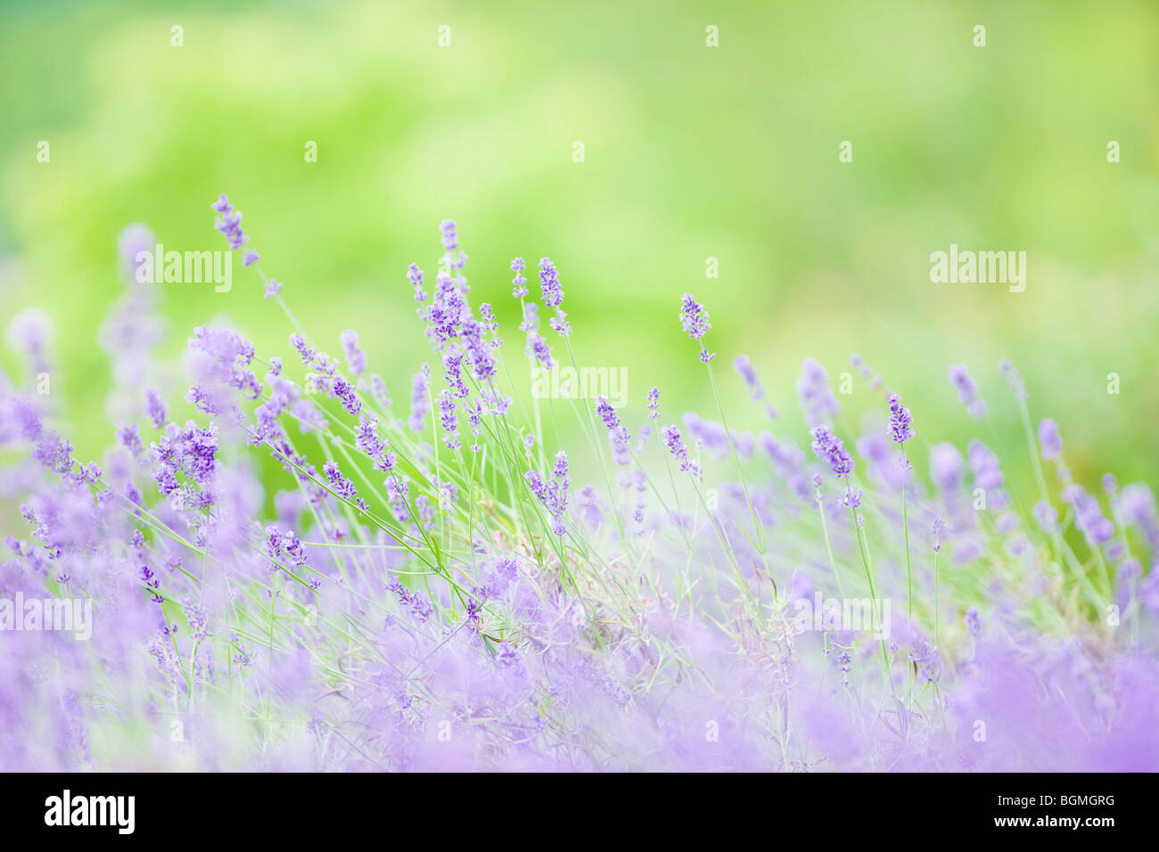 Lavender in soft focus hi-res stock photography and images - Alamy