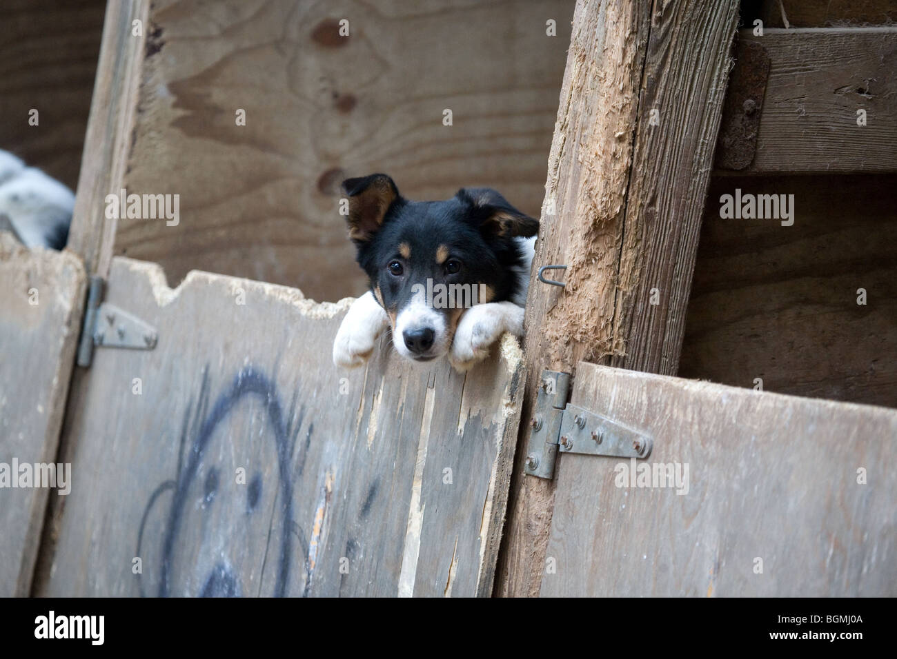 Border Collie Pup Looking Over A Door Stock Photo Alamy