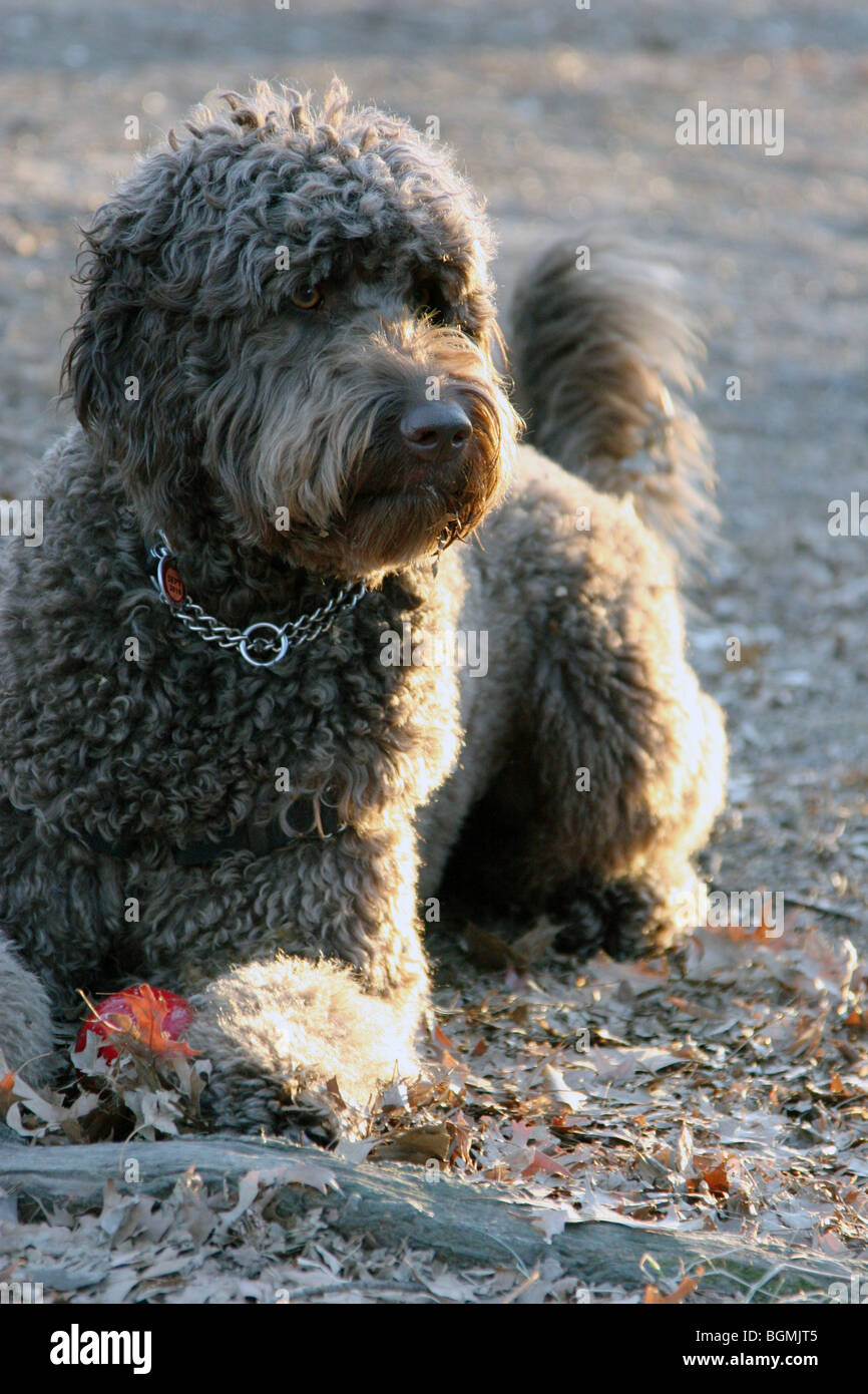 lChocolate Brown Labradoodle sits in Central Park, NYC guarding his red