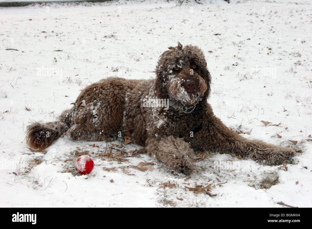 Do Portuguese Water Dogs Like Snow