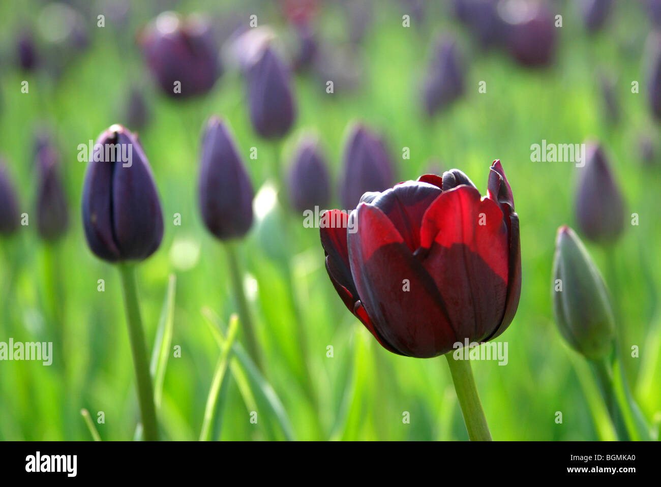 Black cultivated tulip (Tulipa sp.), the Netherlands Stock Photo