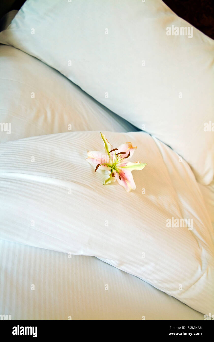 Flower bed flora hi-res stock photography and images - Alamy