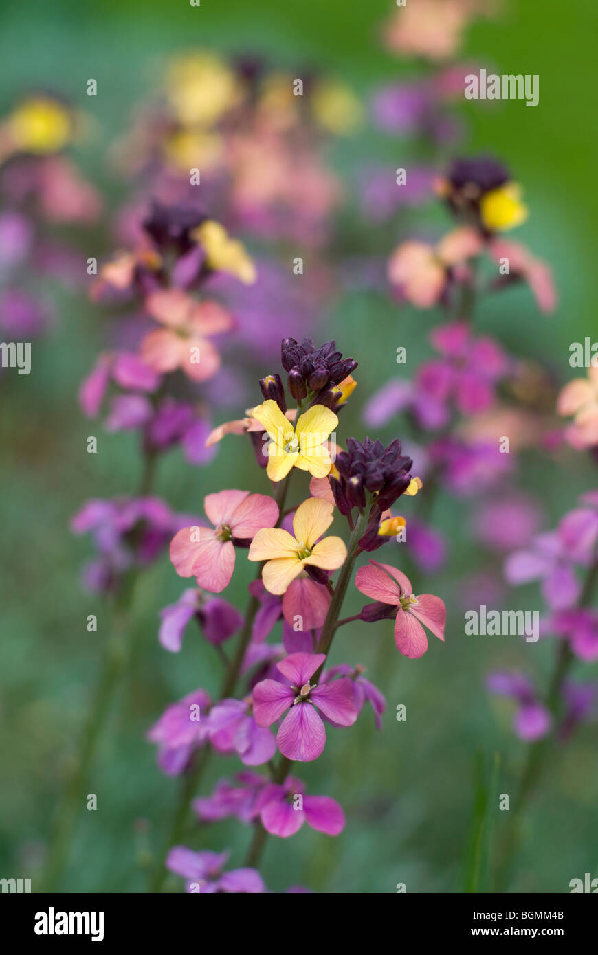 Picture of erysimum or perennial wallflower mauve in colour Stock Photo