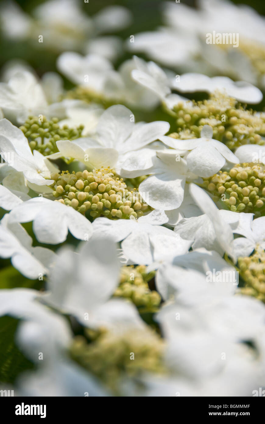 Close-up picture of Hydrangea Paniculata flowers Stock Photo - Alamy
