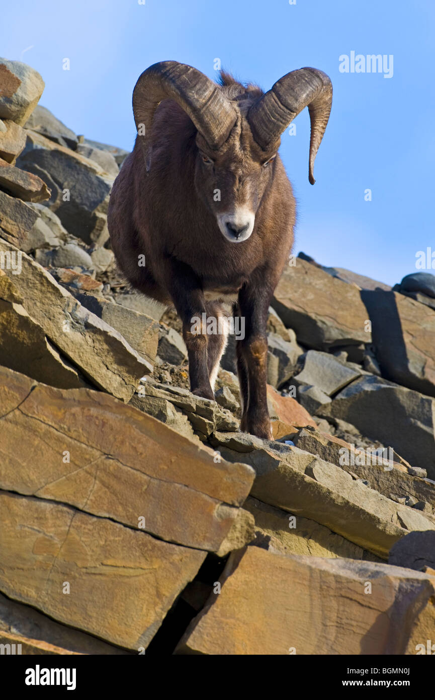 An adult Bighorn Sheep Stock Photo