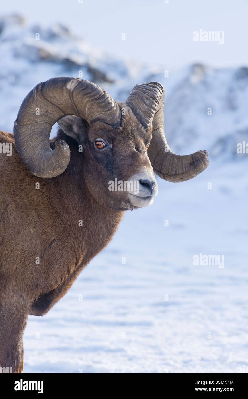 A portrait image of a rocky mountain Bighorn Sheep Stock Photo
