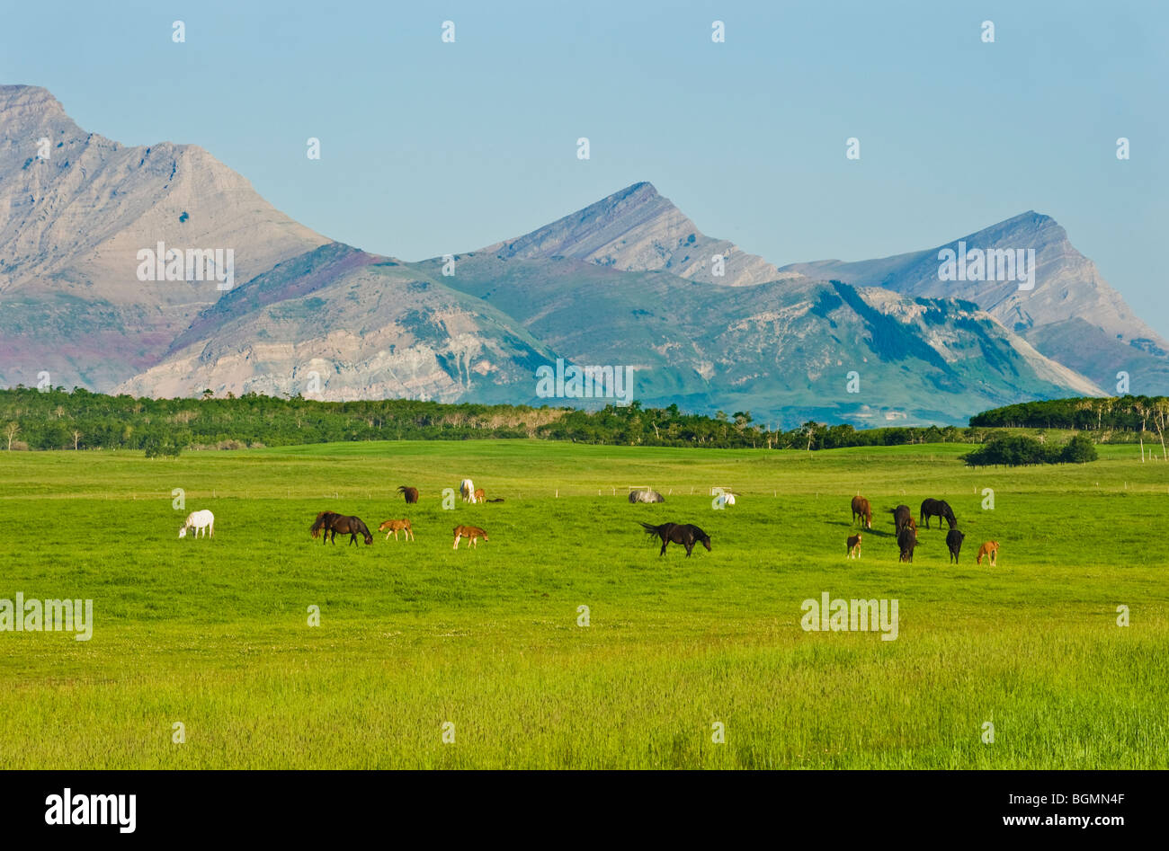 This landscape image was made in southern Alberta Canada where the ranch land meets the mountains Stock Photo