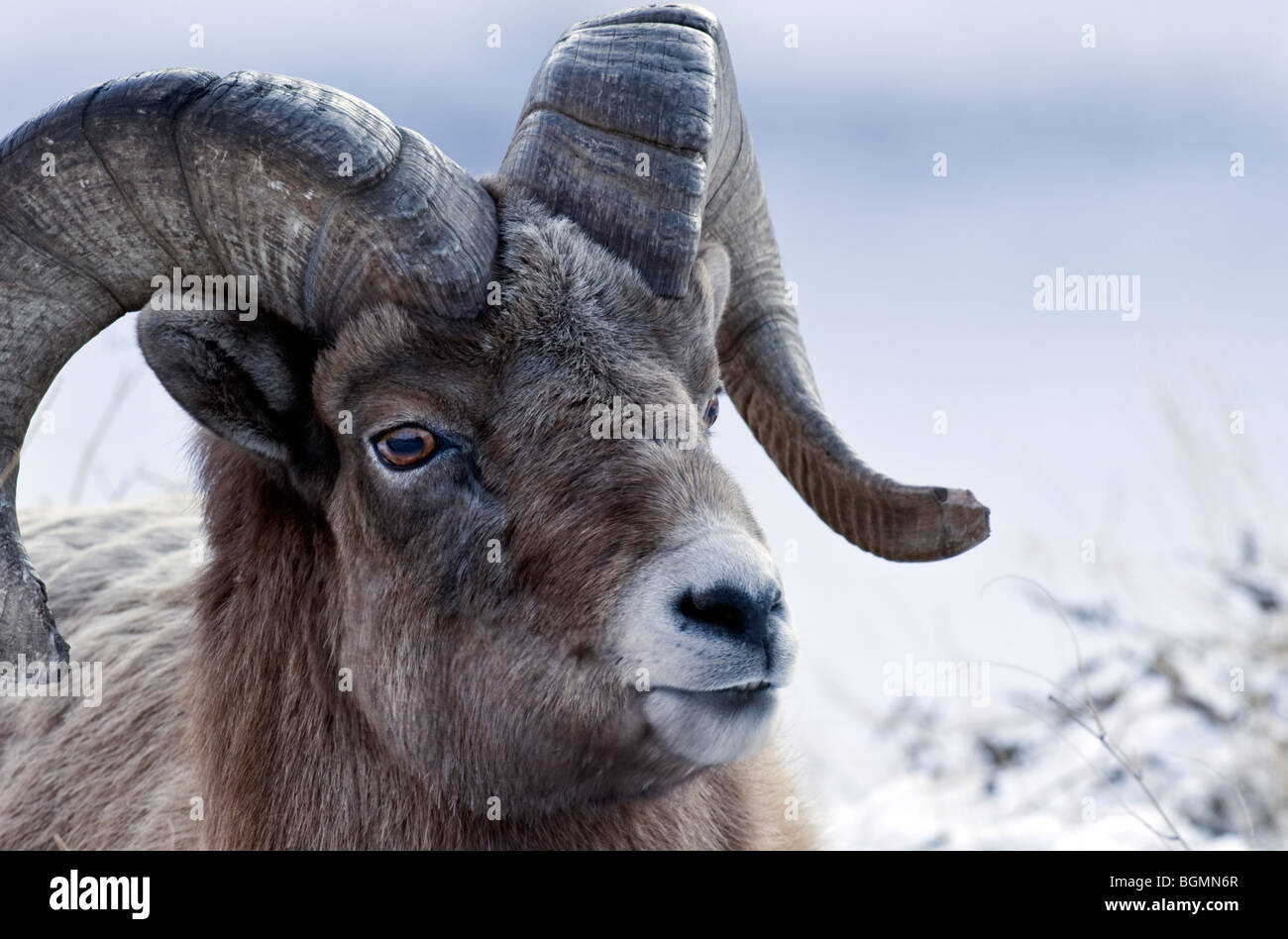A portrait of an adult male Bighorn Sheep Stock Photo
