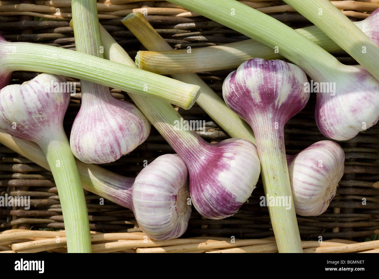 Green Garlic Bulbs Stock Photo