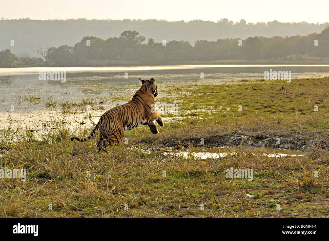 Tiger jumping over a waterhole in Ranthambhore national park at sunset Stock Photo