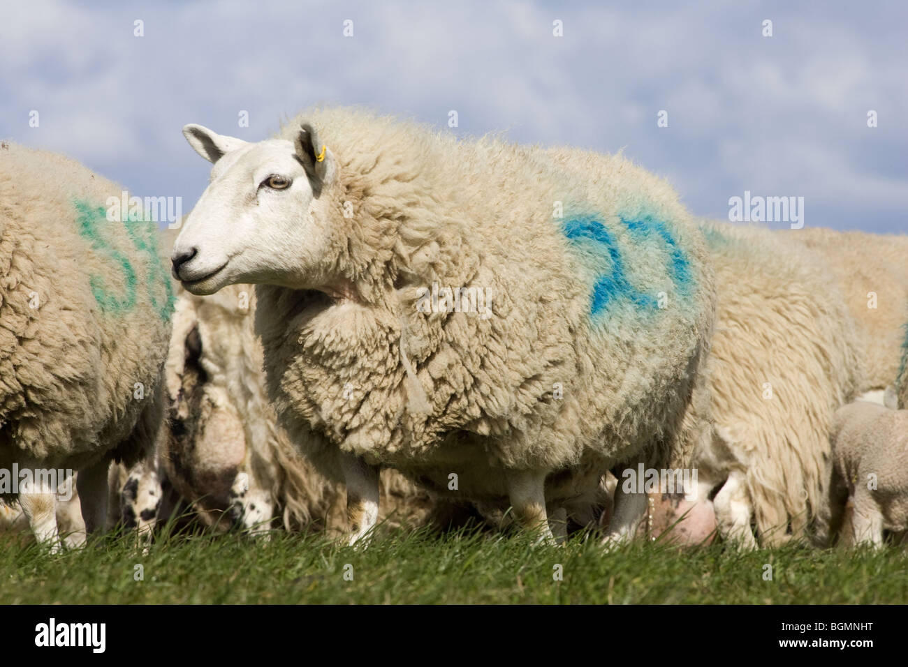 Ewe out at Grass Stock Photo