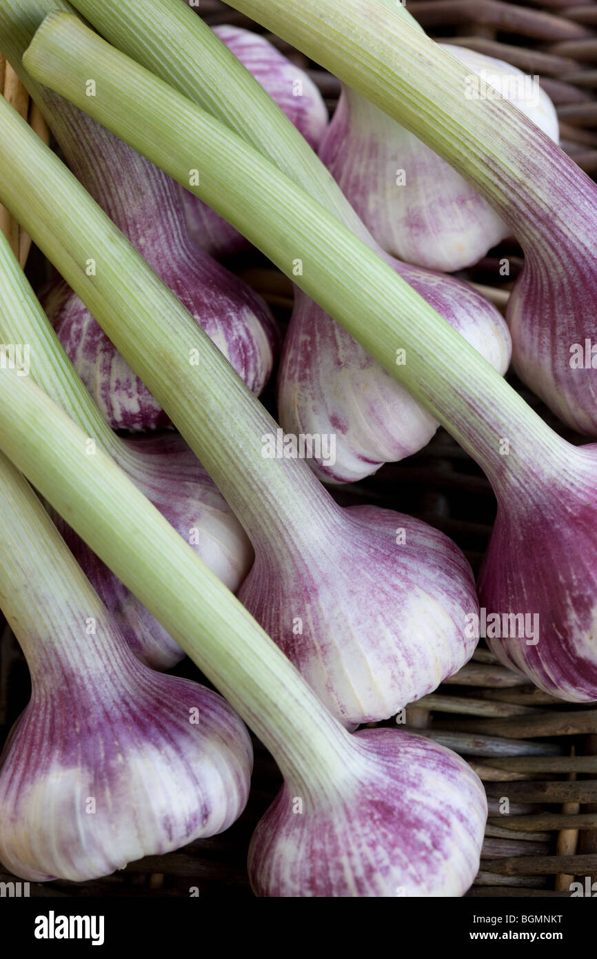 Green Garlic Bulbs Stock Photo