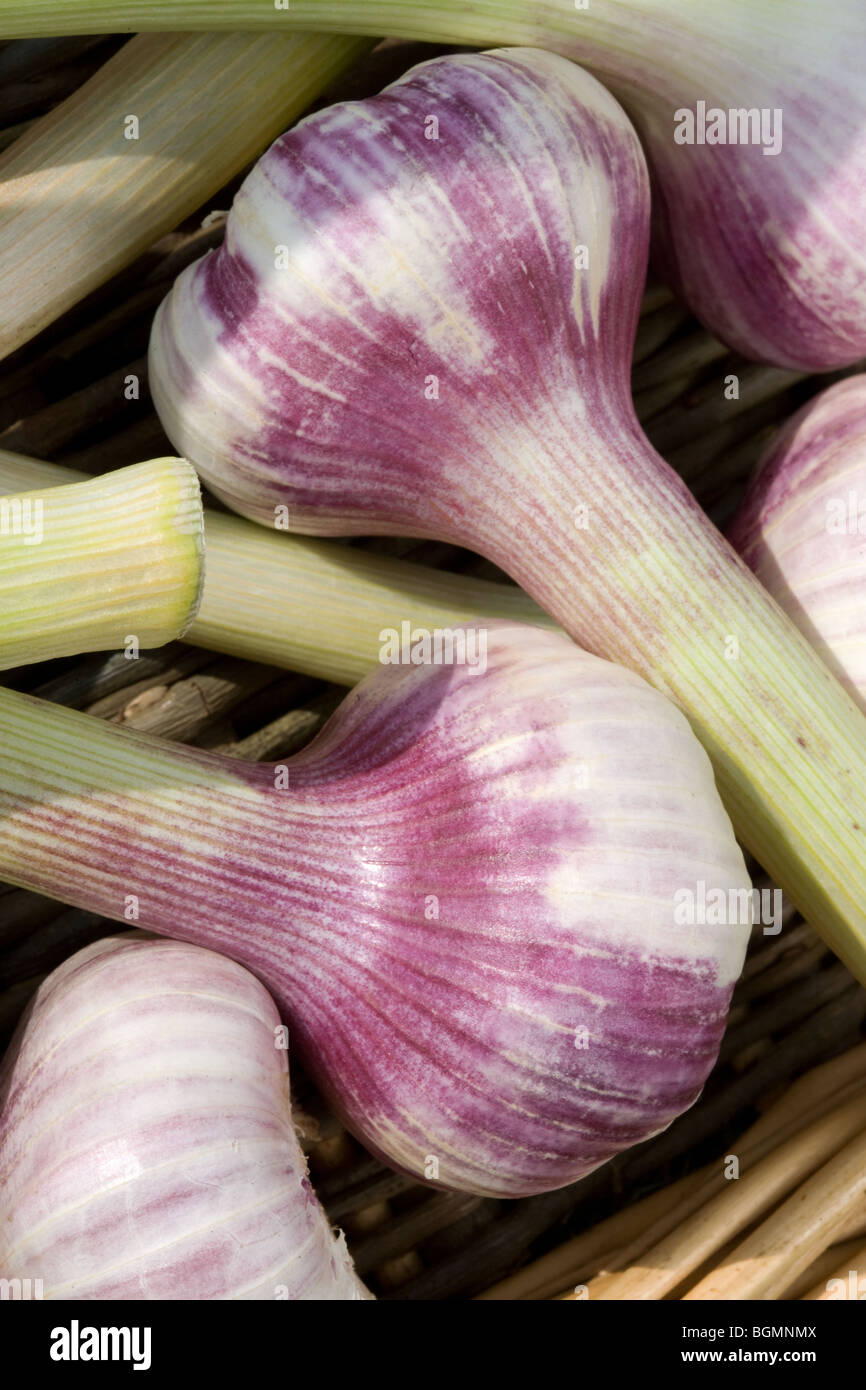 Green Garlic Bulbs Stock Photo