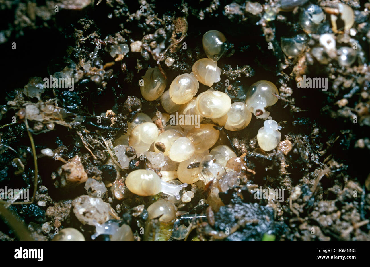 Common, or garden snail (Helix aspersa Helicidae), babies hatching