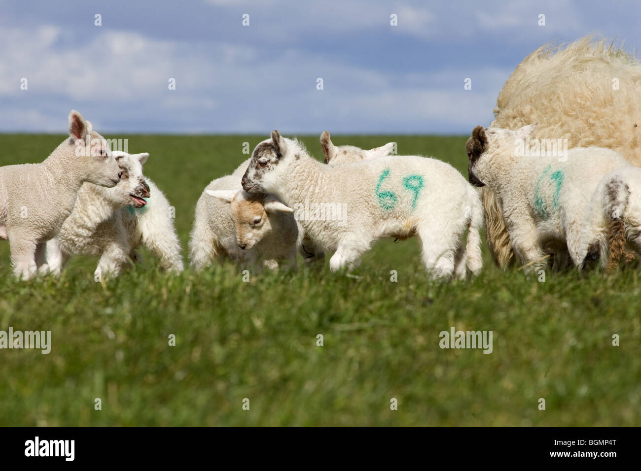 Young Lambs Playing Chase Stock Photo