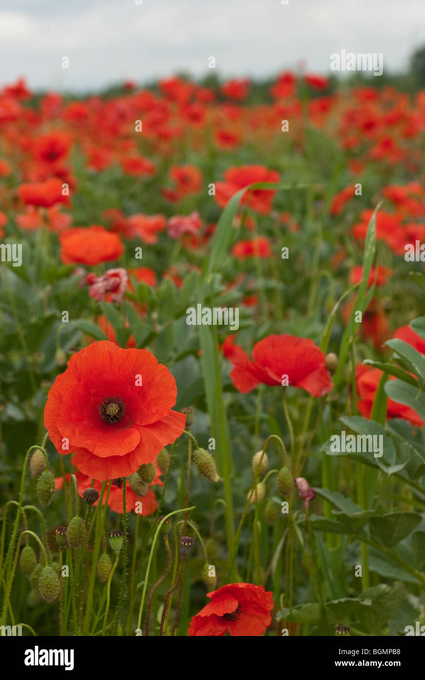 Field of poppies near Wylye Wiltshire taken in June Stock Photo Alamy